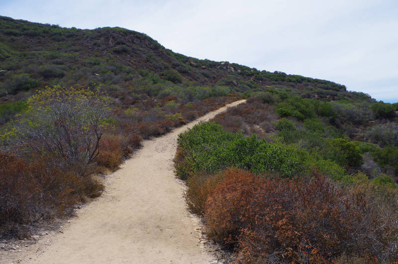 little sycamore trail